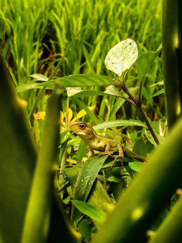 Reptile on hunt