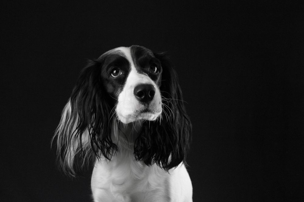 Что ты говоришь ?