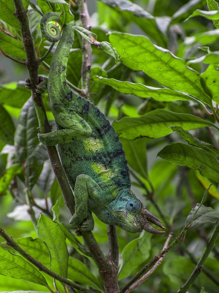 Jackson's Chameleon