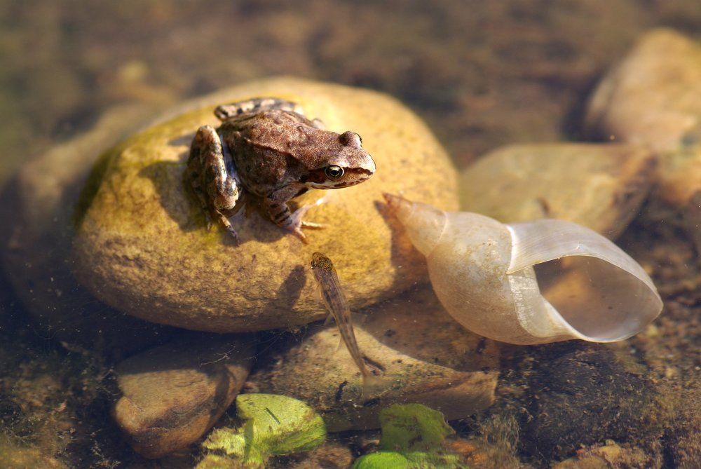 Расскажи как там на суше.