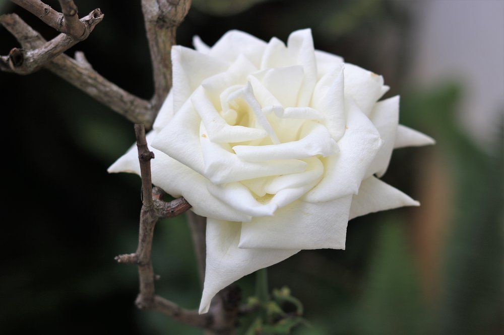 White rose