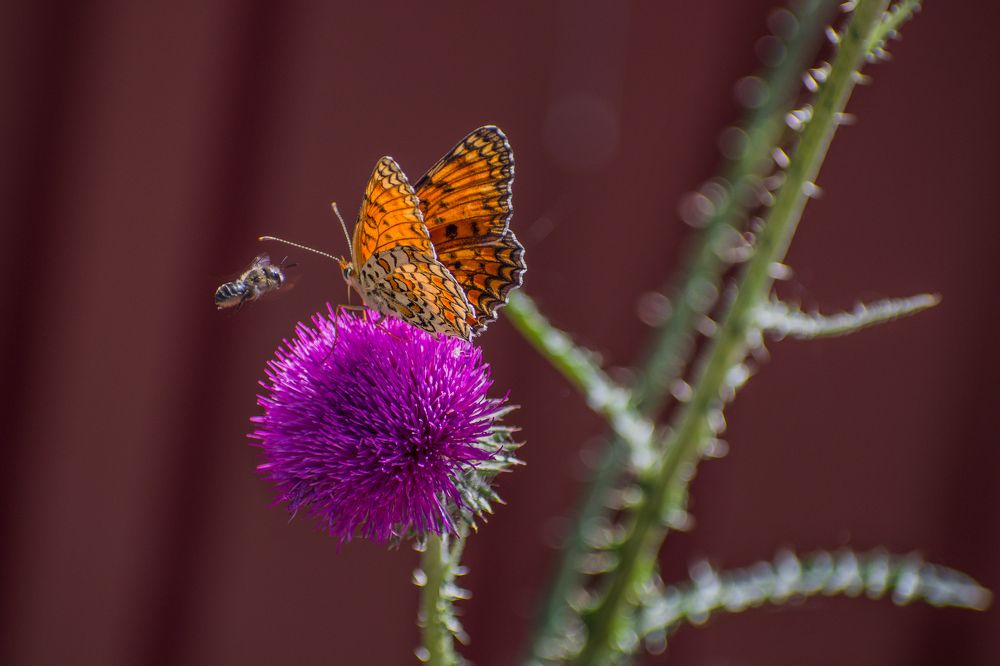 Подружки (Шашечница Феба и пчела-листорез)