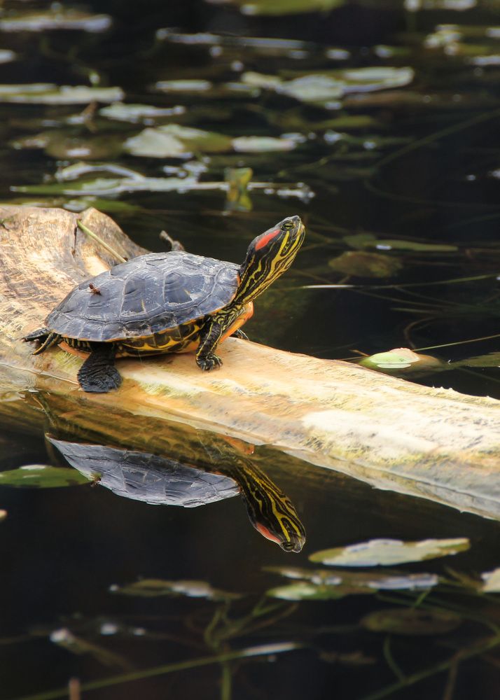В мечтах с мухой