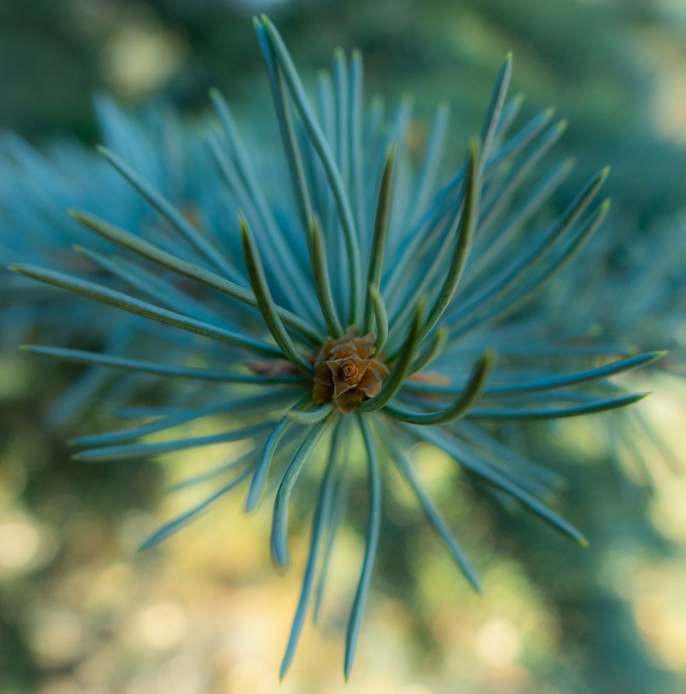 Совершенство природы.