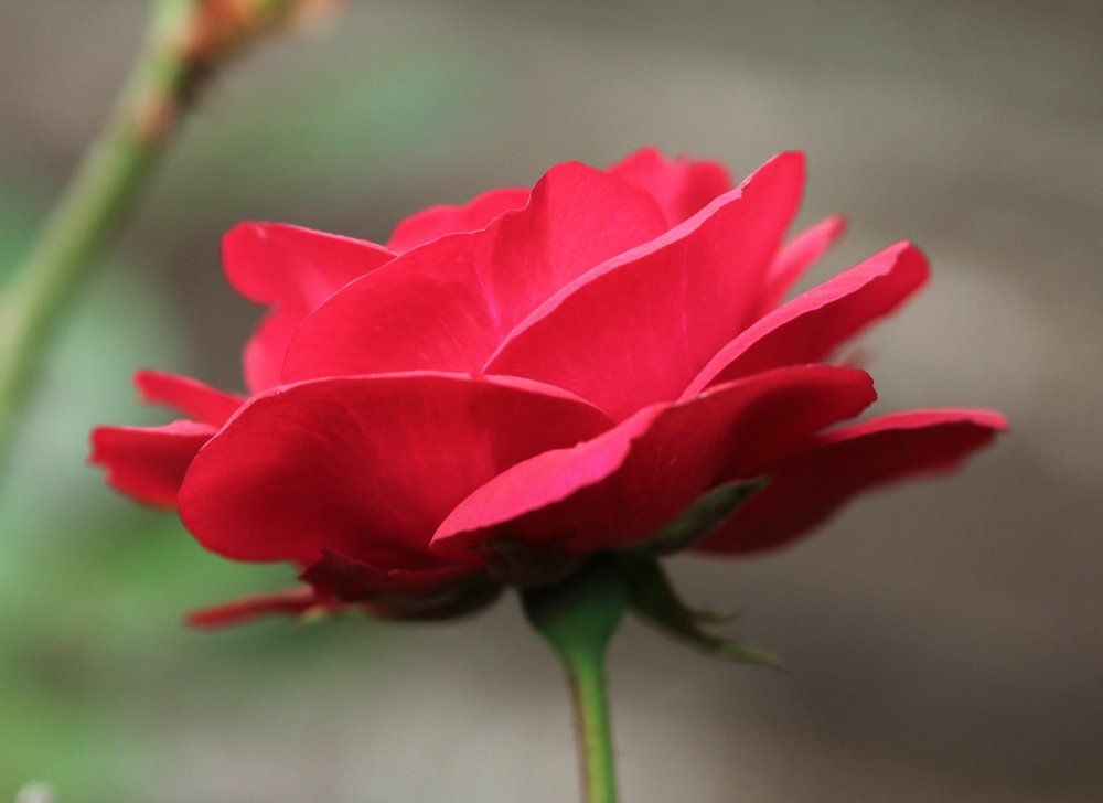 red rose