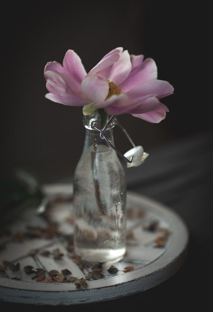 Фотография автора Анна Евгеньева