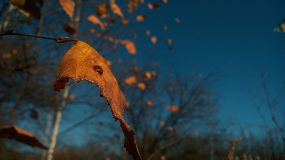 Греется на солнышке!