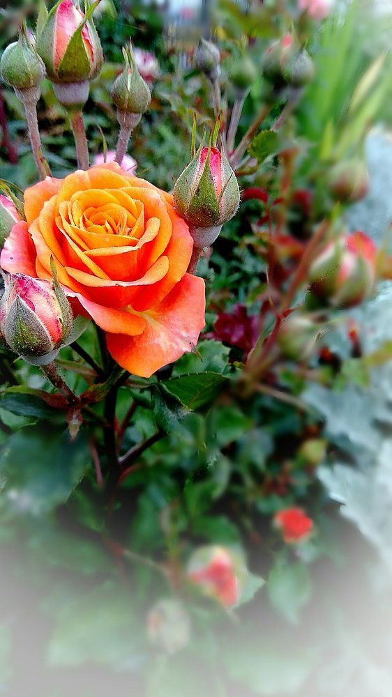 Фотография автора Светлана Дунаева