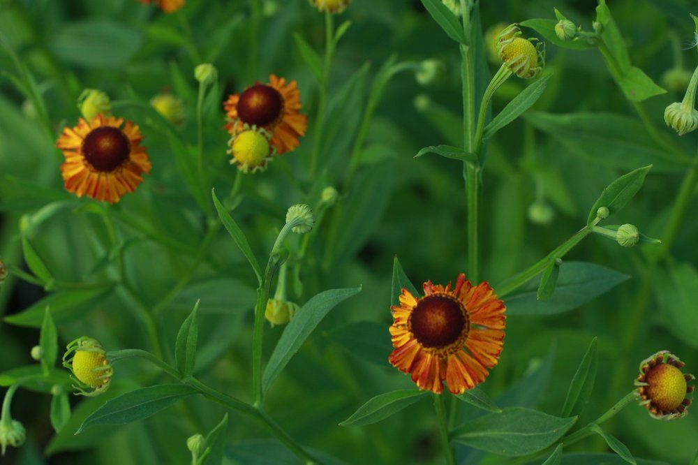 Насыщенный зеленый