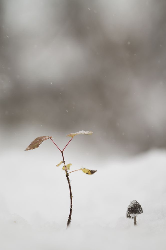 "Последние подснежники"