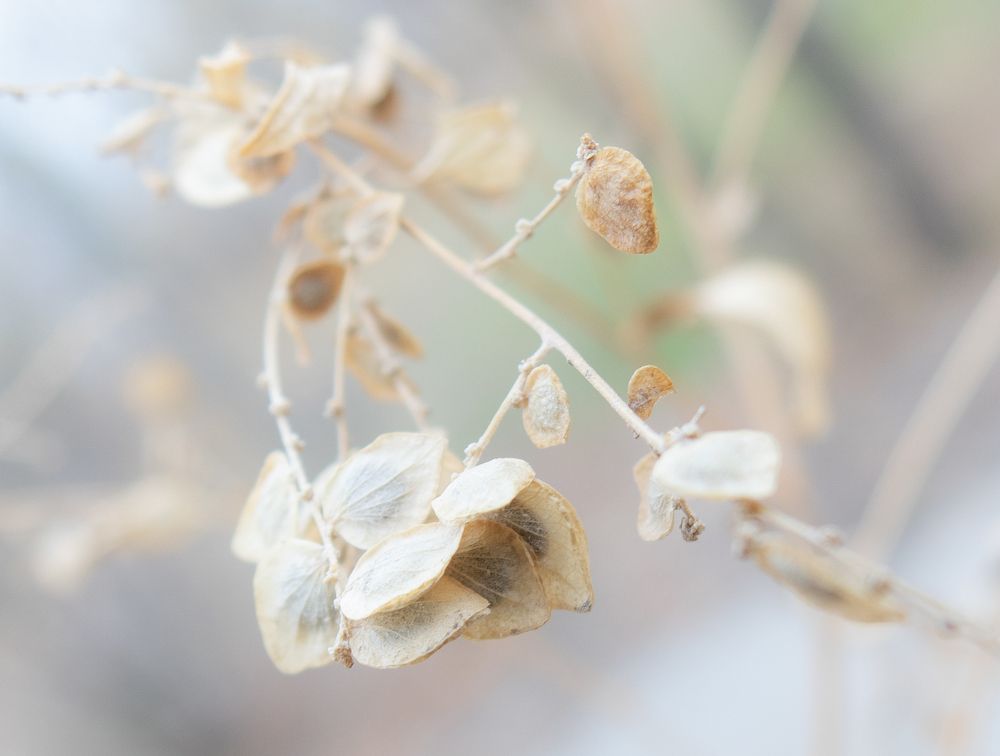 Нежность. Tenderness.