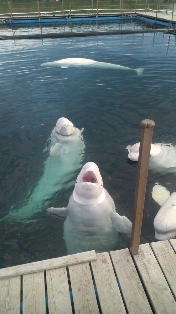 Приморский дельфинарий