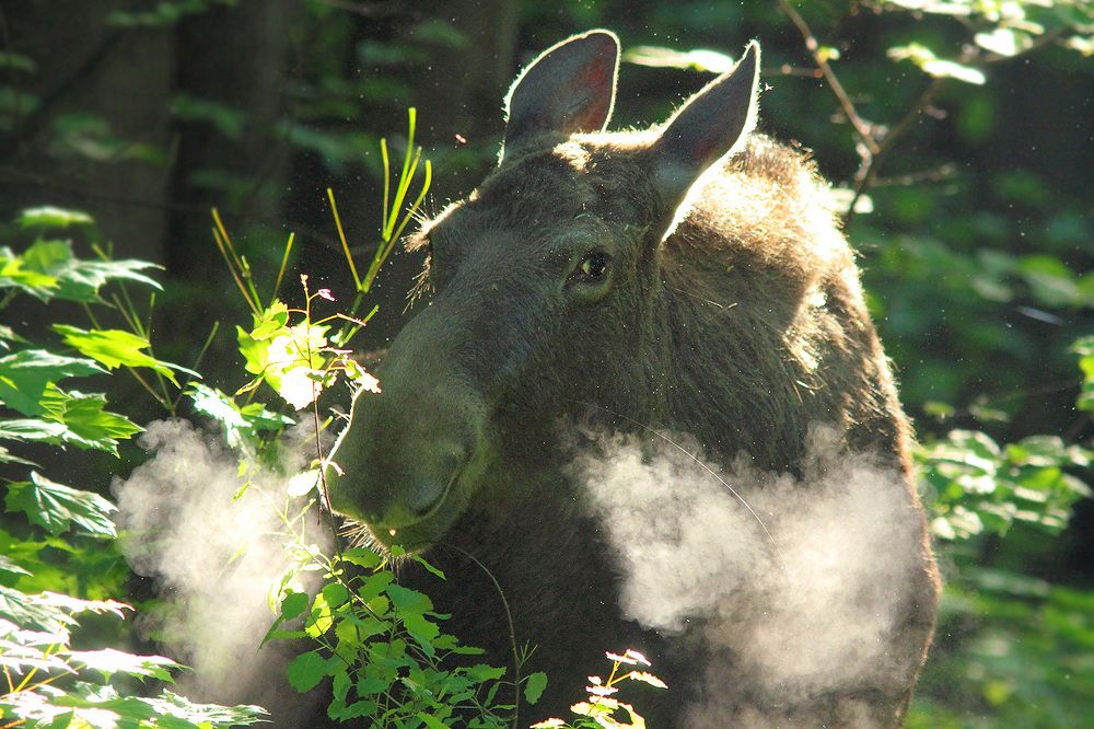 Ранним утром