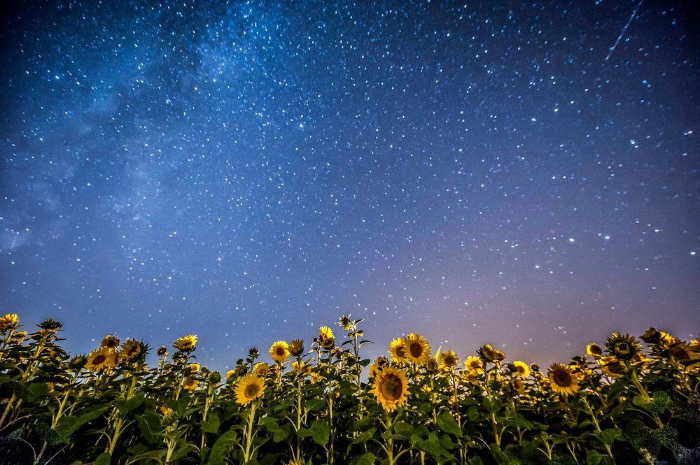 gwiezdne słoneczniki