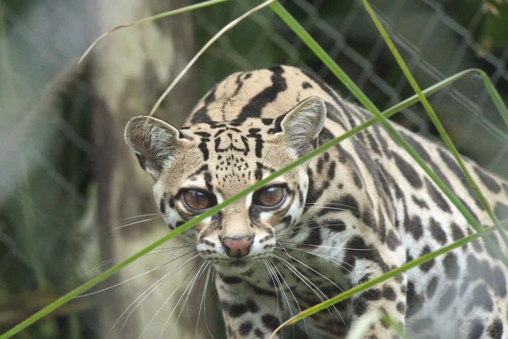 Take a look into the eyes