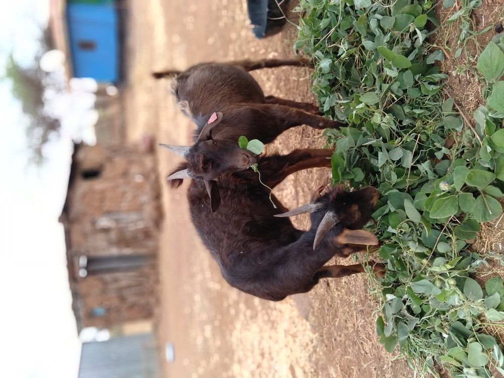 My Two lovely Pets