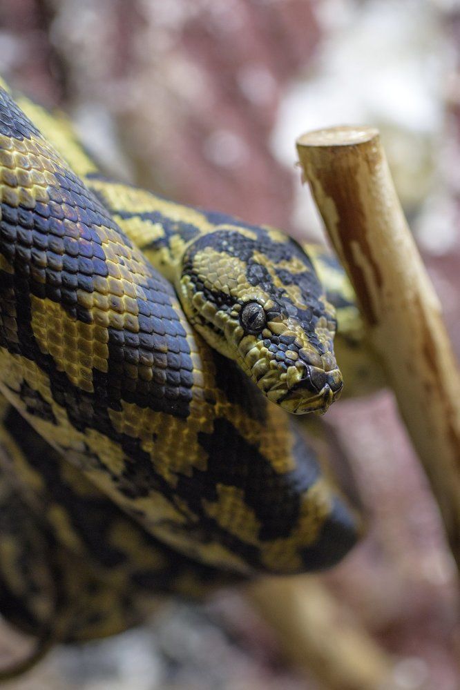 ковровый питон Чейни