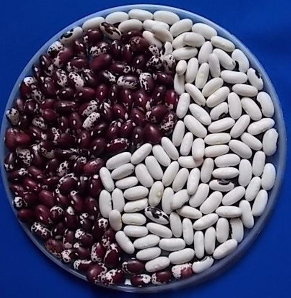 инь и ян еды