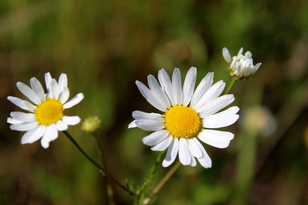 Кусочек лета