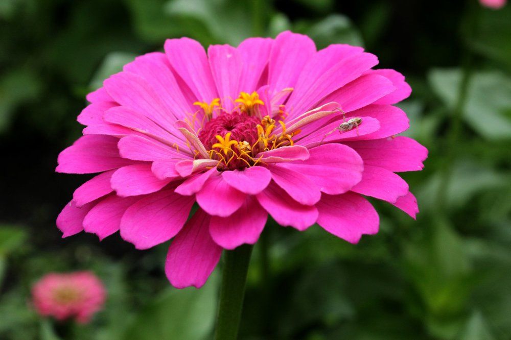 Летний день