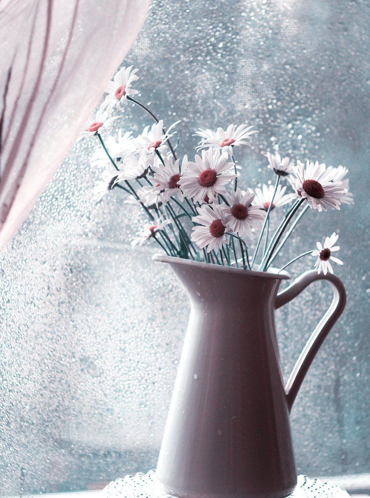 Любимые ромашки