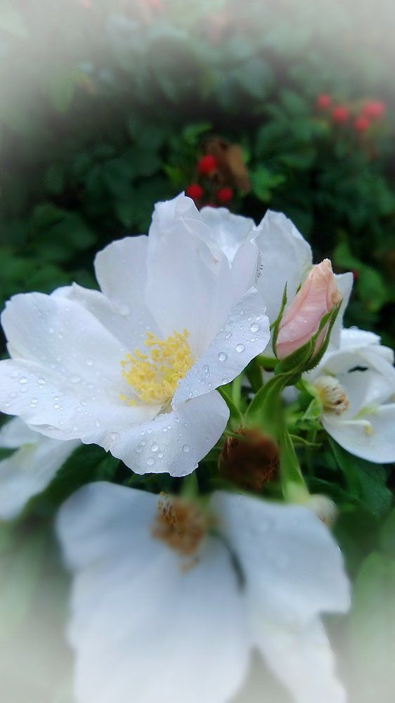 Фотография автора Светлана Дунаева