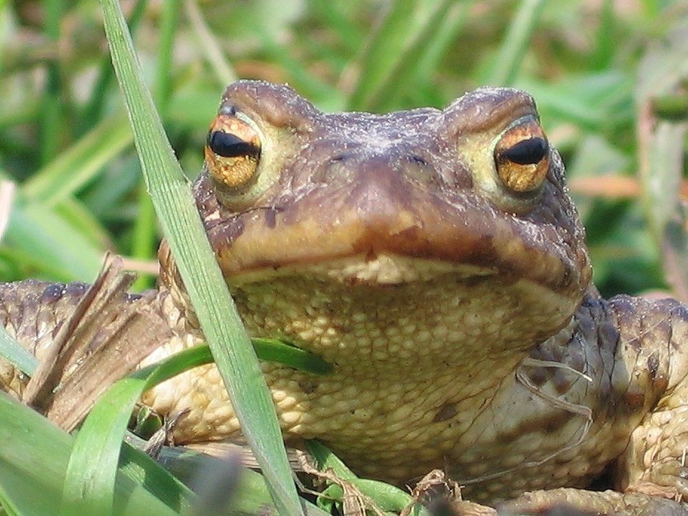 Earth toad