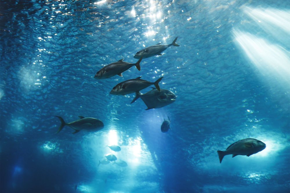 Photograph by Сергей Фомченков