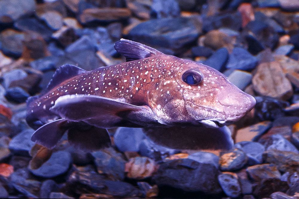 Photograph by Сергей Фомченков