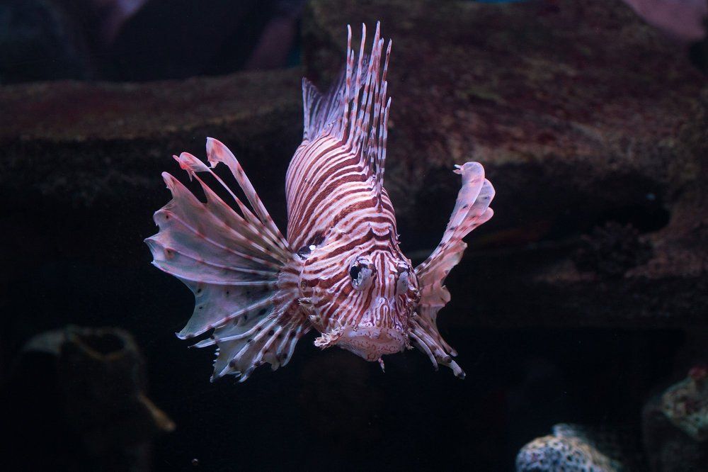 Photograph by Сергей Фомченков