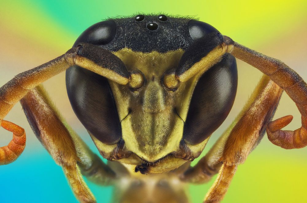 Extreme macro portrait of a wasp