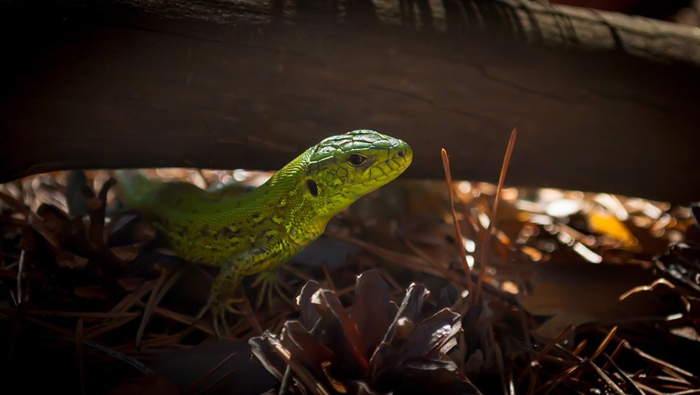 Маленький лесной дракон