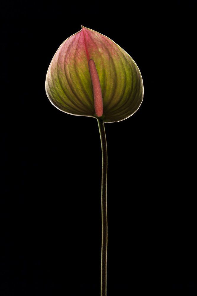 Anthurium