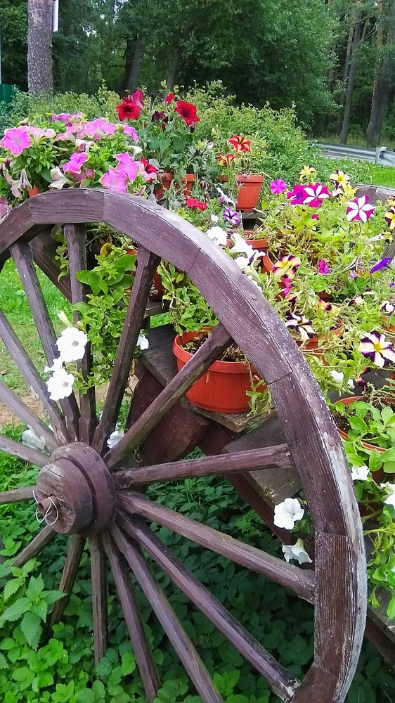 Фотография автора Светлана Дунаева