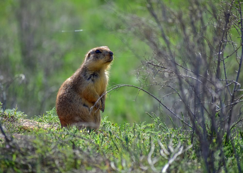 крупный желтый суслик