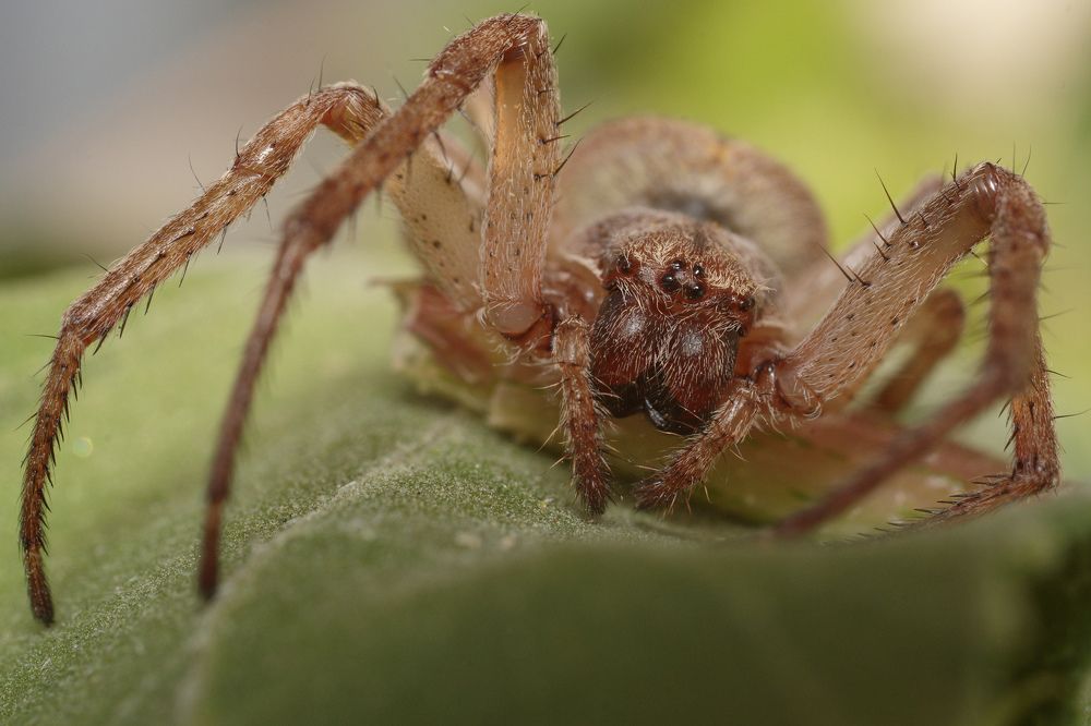 портрет самки крестовика