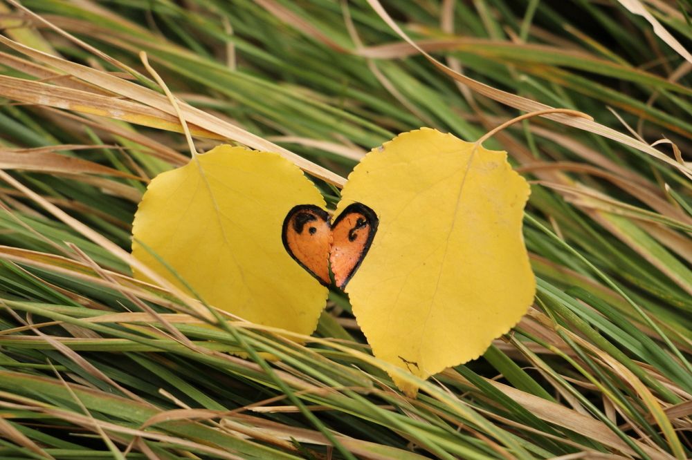 Две половинки