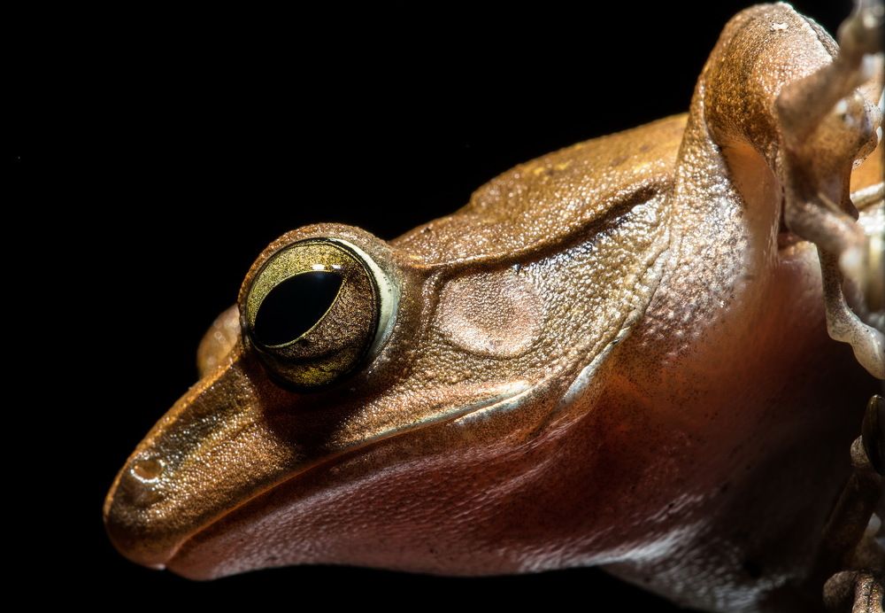 Polypedates leucomystax