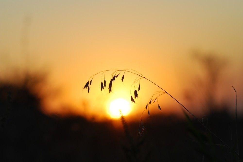 Одинокий колосок