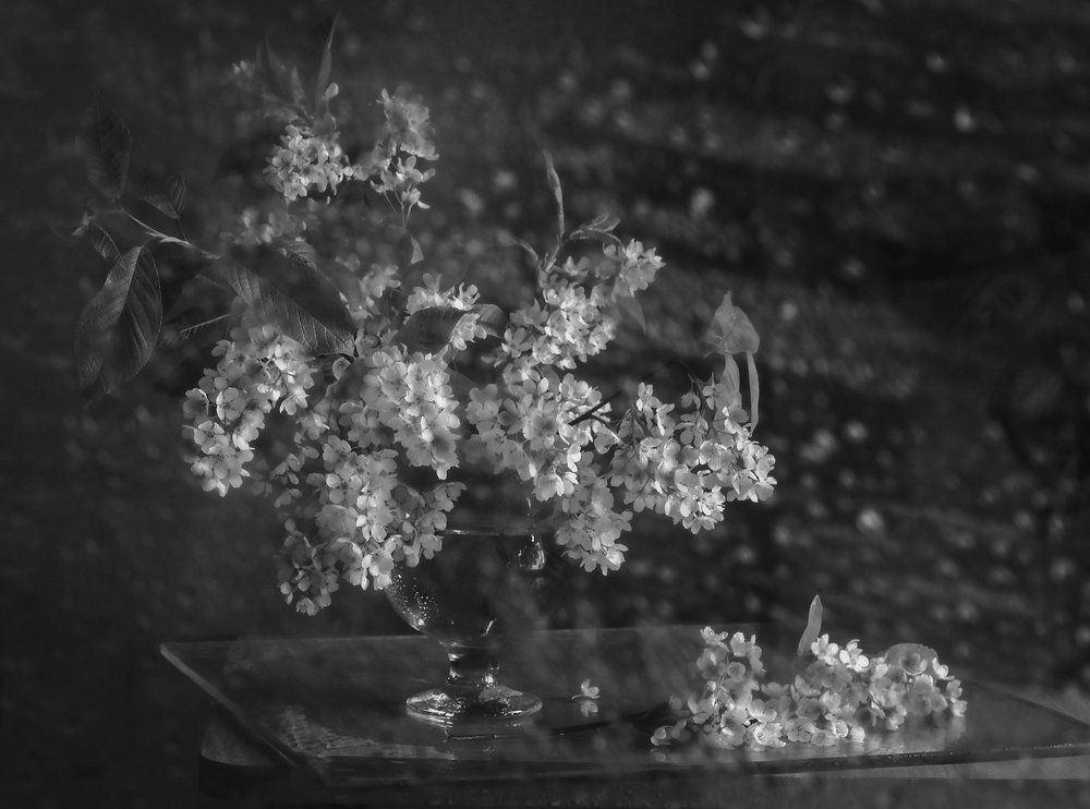 Сыплет черемуха снегом ...