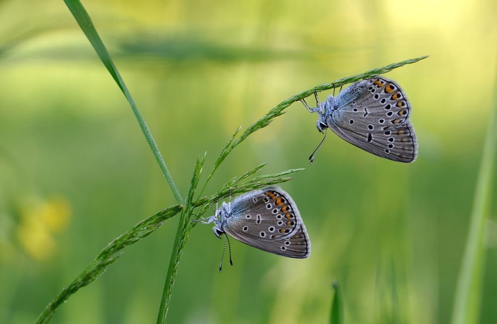 Тихое утро.