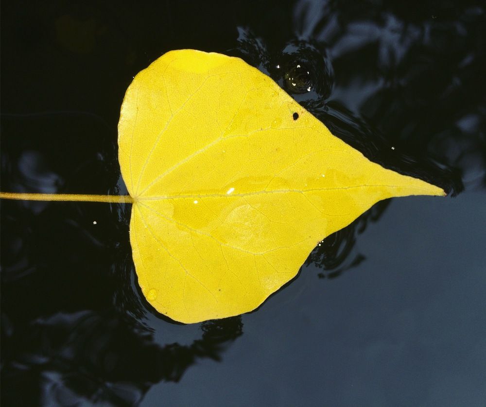 Yellow leaf