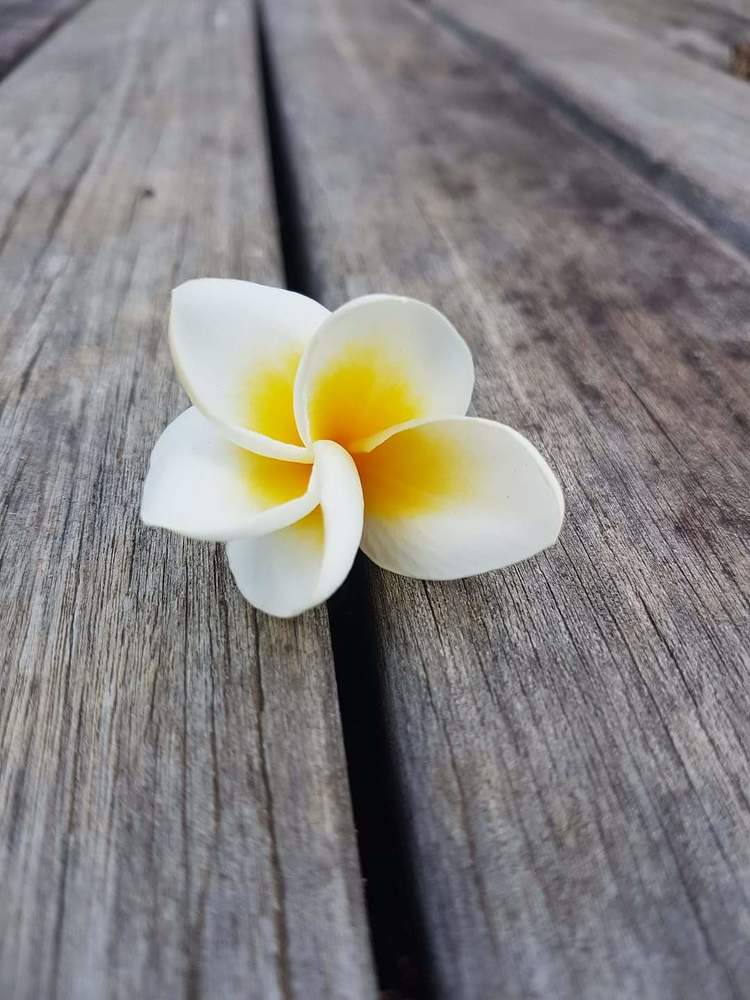 The lonely frangipani