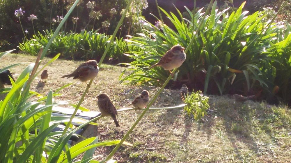 Sparrows