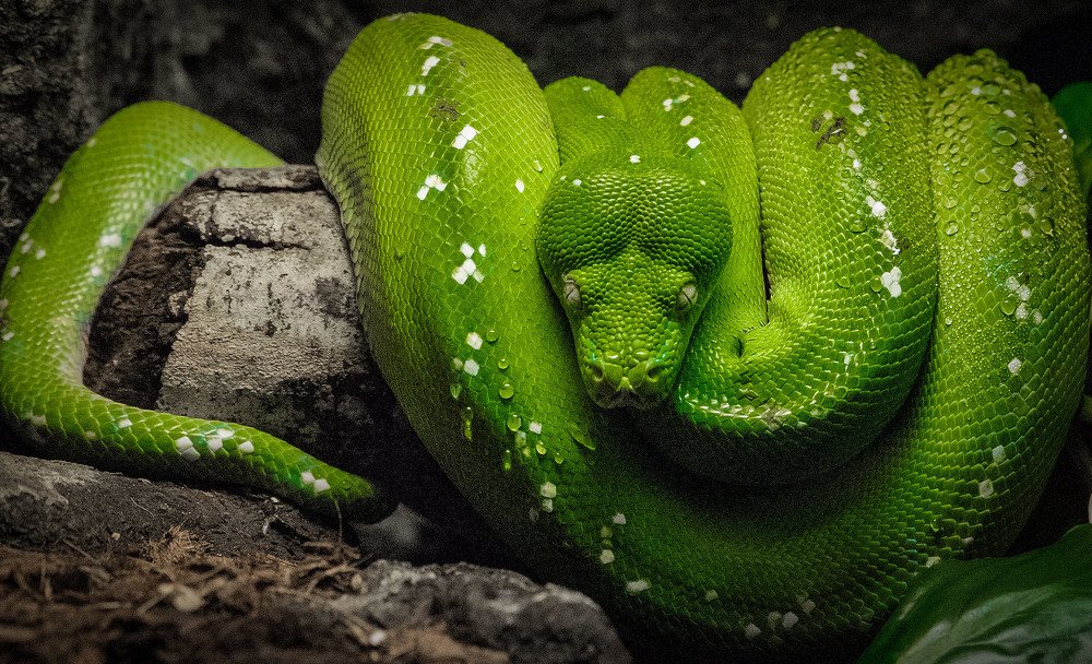 Photograph by Guy Krier