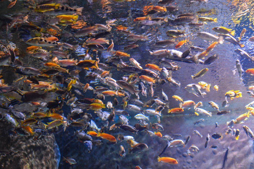 Буйство красок