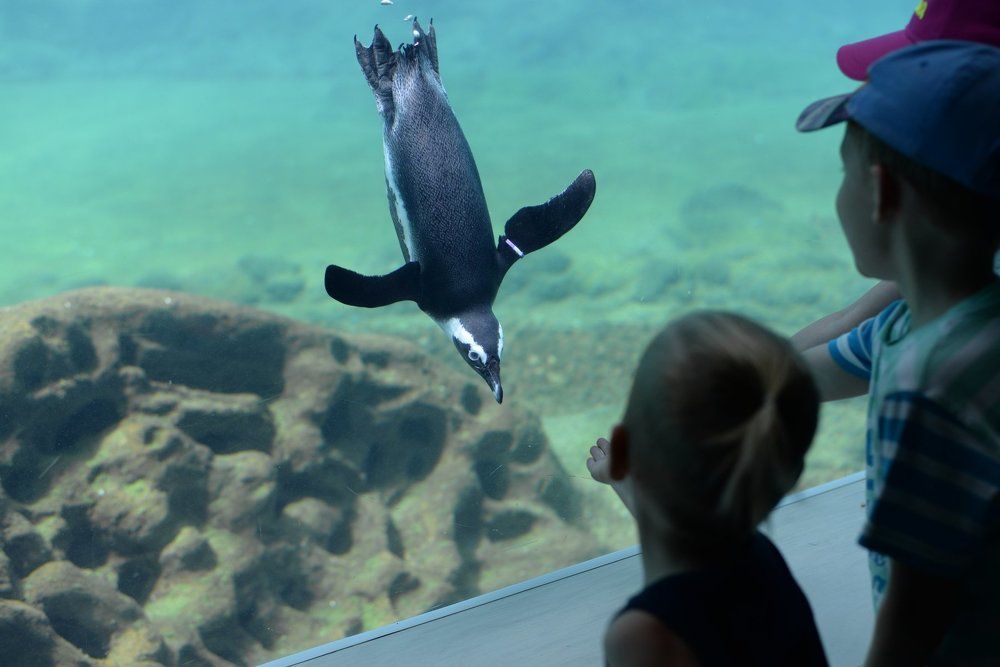 Первое знакомство