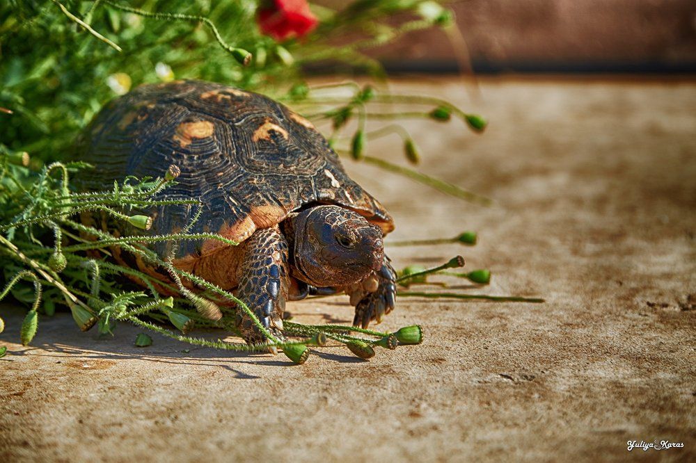 Спряталась