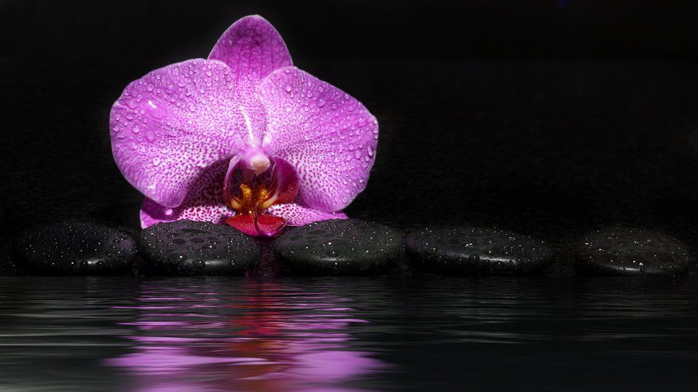 Орхидея для спа