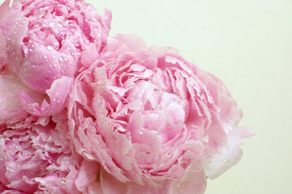 Нежные пионы